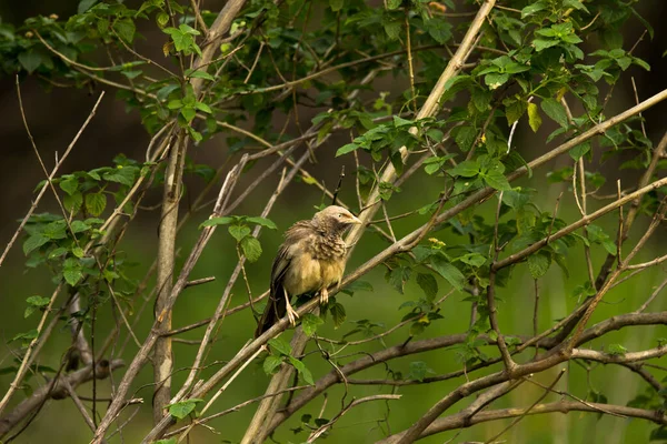 Pin Striped Tit Babbler Macronus Gularis Also Known Yellow Breasted — Zdjęcie stockowe