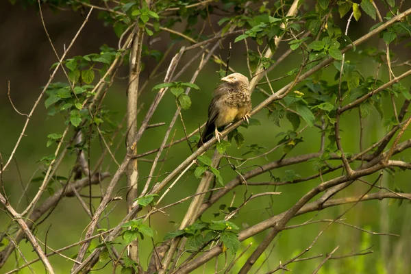 Pin Striped Tit Babbler Macronus Gularis Also Known Yellow Breasted — Fotografia de Stock