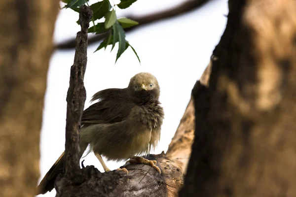 Macronus Gularis Cunoscut Sub Numele Babbler Pieptul Galben Este Specie — Fotografie, imagine de stoc