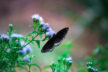 Euploea çekirdeği, çiçek bitkisinin üzerine tünemiş karga kelebeği güzel yeşil bir arka planı vardı. 