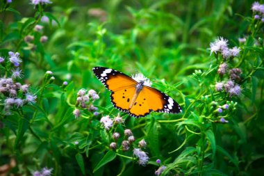  Düz Kaplan (Danaus chrysippus) kelebeği ilkbaharda çiçekleri ziyaret eder