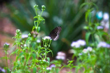 Euploea çekirdeği, çiçek bitkisinin üzerine tünemiş karga kelebeği güzel yeşil bir arka planı vardı. 