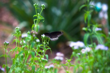 Euploea çekirdeği, çiçek bitkisinin üzerine tünemiş karga kelebeği güzel yeşil bir arka planı vardı. 