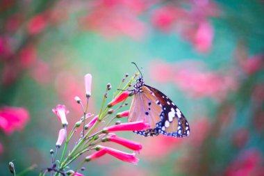  Düz Kaplan (Danaus chrysippus) kelebeği ilkbaharda çiçekleri ziyaret eder