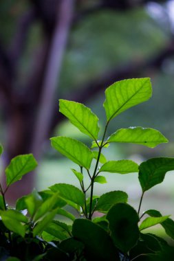  Çiçek ya da çiçek olarak da bilinen çiçek, çiçek açan bitkilerde bulunan üreme yapısıdır. Bir çiçeğin biyolojik işlevi üremeyi kolaylaştırmaktır, genellikle spermlerin yumurta ile birleşmesi için bir mekanizma sağlayarak.