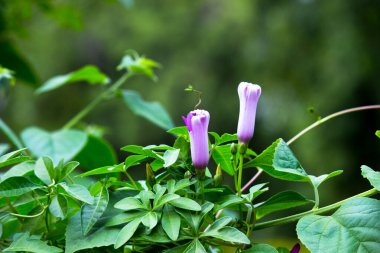  Çiçek ya da çiçek olarak da bilinen çiçek, çiçek açan bitkilerde bulunan üreme yapısıdır. Bir çiçeğin biyolojik işlevi üremeyi kolaylaştırmaktır, genellikle spermlerin yumurta ile birleşmesi için bir mekanizma sağlayarak.