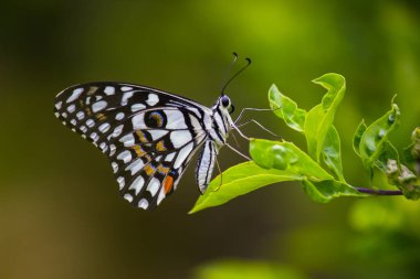 Papilio demoleus 'un Makro resmi yaygın bir limon kelebeği ve kırlangıç kuyruğudur. Aynı zamanda limon kelebeği olarak da bilinir ve kırlangıç kuyruğu olarak da bilinir..