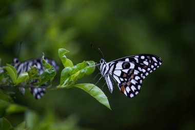 Papilio demoleus 'un Makro resmi yaygın bir limon kelebeği ve kırlangıç kuyruğudur. Aynı zamanda limon kelebeği olarak da bilinir ve kırlangıç kuyruğu olarak da bilinir..