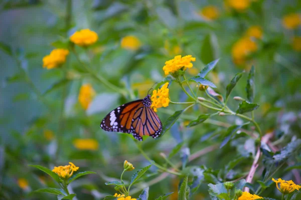 Papillon Tigre Des Prairies Danaus Chrysippus Visitant Les Fleurs Dans — Photo