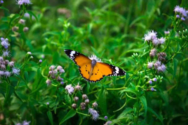 Обыкновенный Тигр Danaus Chrysippus Бабочка Посещает Цветы Природе Весной — стоковое фото