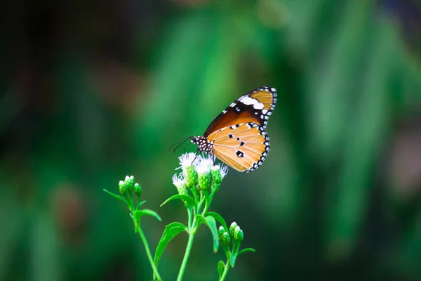 Обыкновенный Тигр Danaus Chrysippus Бабочка Посещает Цветы Природе Весной — стоковое фото