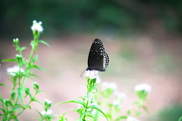 通常的乌鸦蝴蝶栖息在花朵植物上 绿色背景很好 — 图库照片