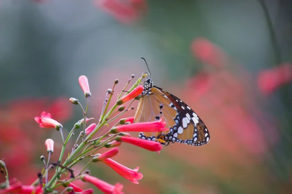 春の大自然の中で花々を訪れるプレインタイガー Danaus Chrysippus — ストック写真