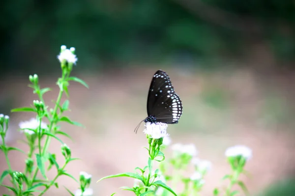 Euploea Çekirdeği Çiçek Bitkisinin Üzerine Tünemiş Karga Kelebeği Güzel Yeşil — Stok fotoğraf