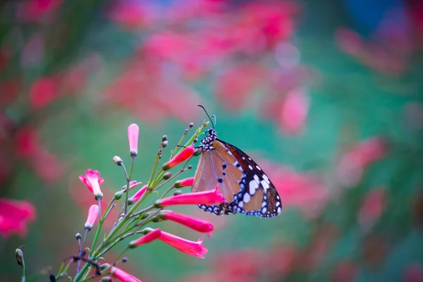 春の大自然の中で花々を訪れるプレインタイガー Danaus Chrysippus — ストック写真