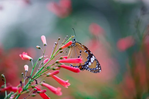 春の大自然の中で花々を訪れるプレインタイガー Danaus Chrysippus — ストック写真