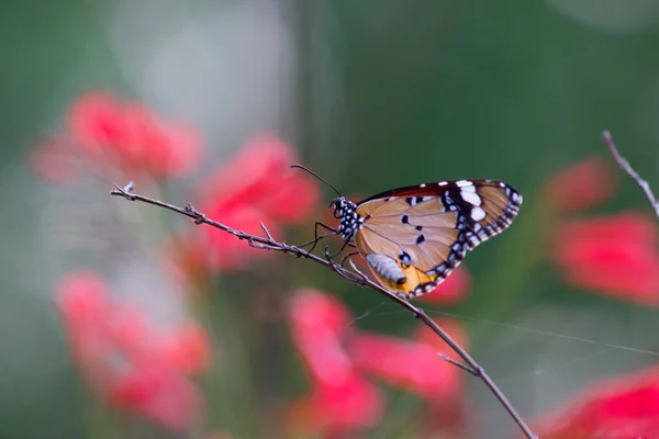 Обыкновенный Тигр Danaus Chrysippus Бабочка Посещает Цветы Природе Весной — стоковое фото