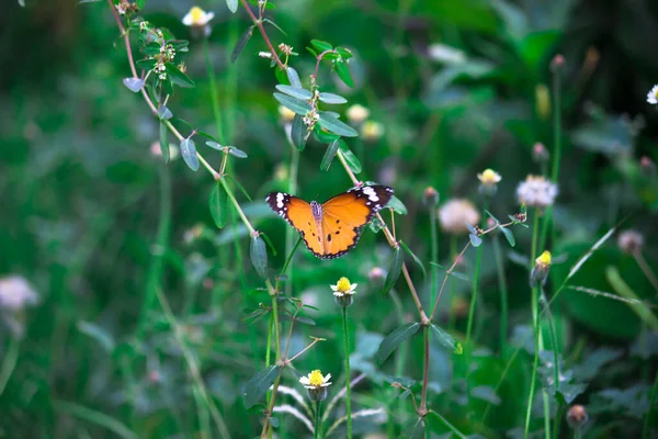 Schmetterling Danaus Chrysippus Besucht Frühling Blumen Der Natur — Stockfoto