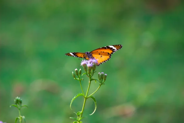 Farfalla Tigre Pianura Danaus Chrysippus Che Visita Fiori Natura Durante — Foto Stock