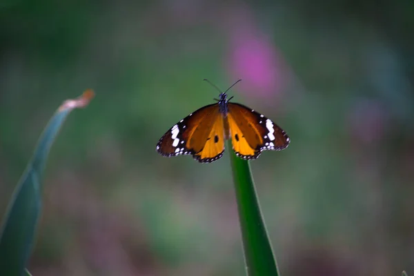 Tigre Liso Danaus Crisálipo Borboleta Visitando Flores Natureza Durante Primavera — Fotografia de Stock