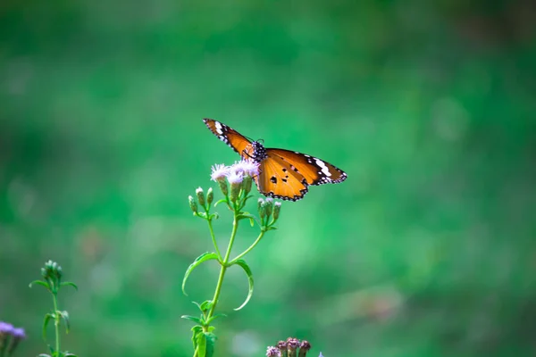 春天里 花草上的白虎蝴蝶或也被称为达瑙斯菊花的图片 — 图库照片