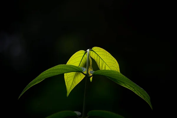 Plantas Follaje Selva Tropical Arbustos Helechos Hojas Verdes Filodendros Hojas —  Fotos de Stock