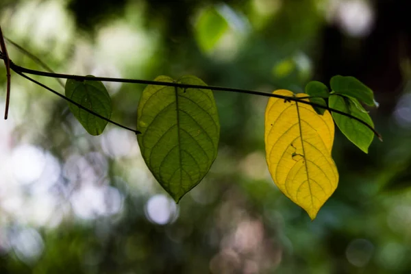 Plantas Follaje Selva Tropical Arbustos Helechos Hojas Verdes Filodendros Hojas —  Fotos de Stock