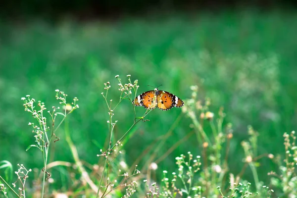 Image Plain Tiger Butterfly Also Know Danaus Chrysippus Flower Plants — Stock Photo, Image