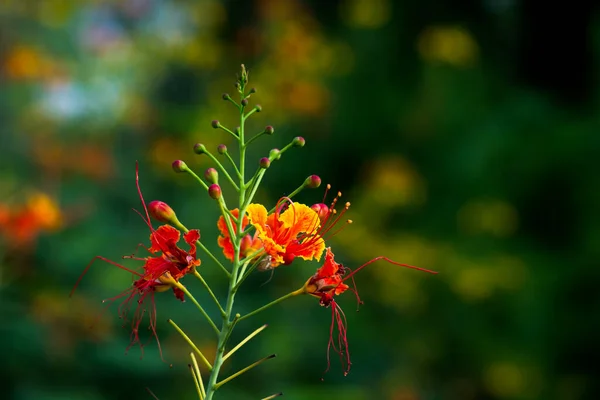 Flam Boyant Flame Tree Royal Poincana Delonix Regiaは 豆科の植物で 明るい橙色の花種です — ストック写真