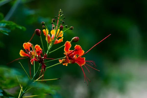 Flam Boyant Flame Tree Royal Poincana Delonix Regiaは 豆科の植物で 明るい橙色の花種です — ストック写真