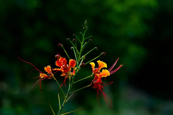 Flam Boyant Flame Tree Royal Poinciana Delonix Regia Ist Eine — Stockfoto