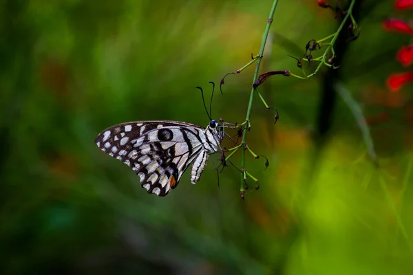 Макропортрет Papilio Demoleus Обыкновенная Бабочка Широко Распространенная Ласточка Известен Лимонная — стоковое фото