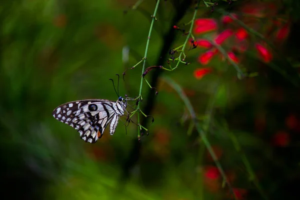 Макропортрет Papilio Demoleus Обыкновенная Бабочка Широко Распространенная Ласточка Известен Лимонная — стоковое фото