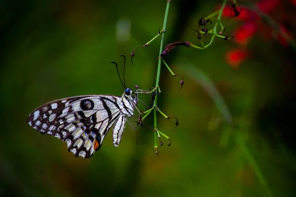 Макропортрет Papilio Demoleus Обыкновенная Бабочка Широко Распространенная Ласточка Известен Лимонная — стоковое фото