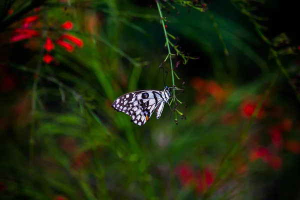 Макропортрет Papilio Demoleus Обыкновенная Бабочка Широко Распространенная Ласточка Известен Лимонная — стоковое фото