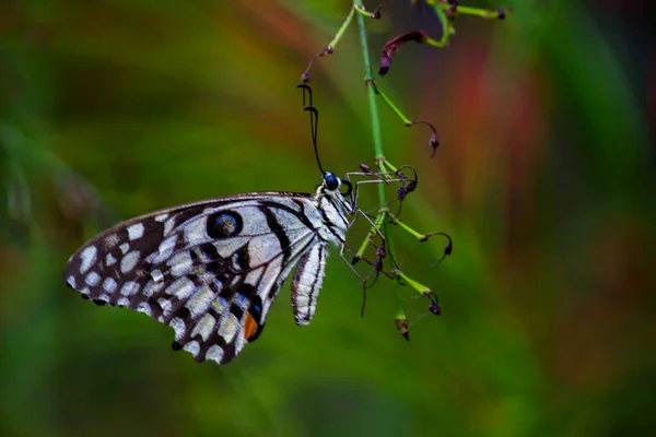 番石榴的宏观图片是一种常见的石灰蝴蝶和广泛的燕尾 它也被称为柠檬蝴蝶 和有弯的燕尾蝶 — 图库照片