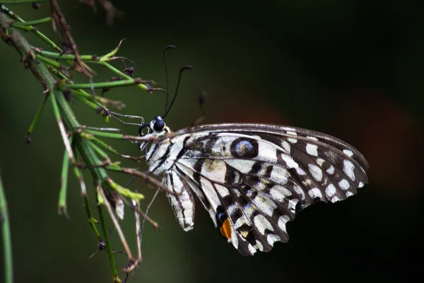 Macro Imagem Papilio Demoleus Uma Borboleta Limão Comum Rabo Andorinha — Fotografia de Stock