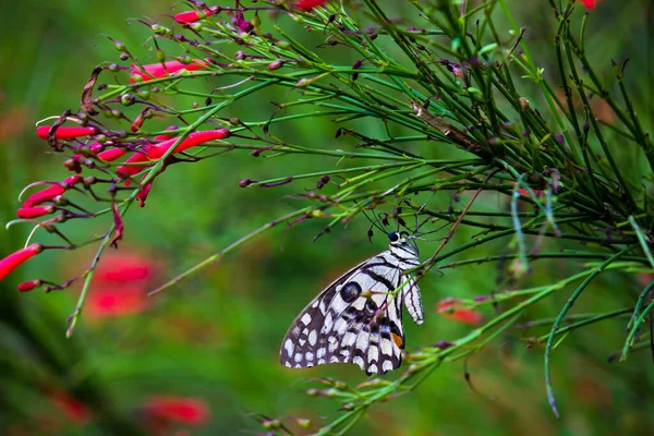 Imagen Macro Papilio Demoleus Una Mariposa Común Lima Cola Golondrina — Foto de Stock