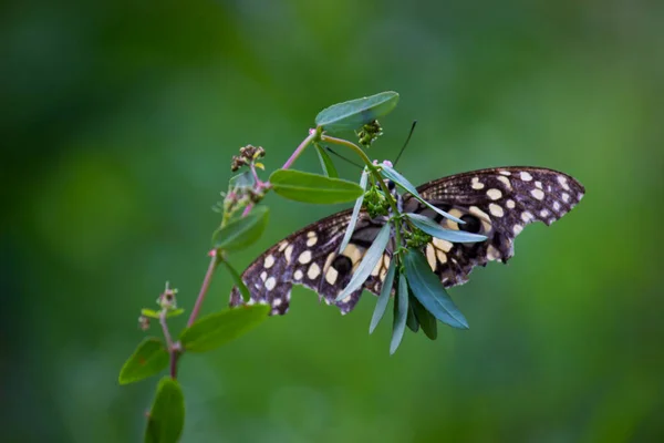 Imagen Macro Papilio Demoleus Una Mariposa Común Lima Cola Golondrina — Foto de Stock