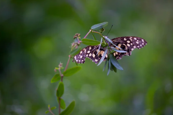 Imagen Macro Papilio Demoleus Una Mariposa Común Lima Cola Golondrina — Foto de Stock