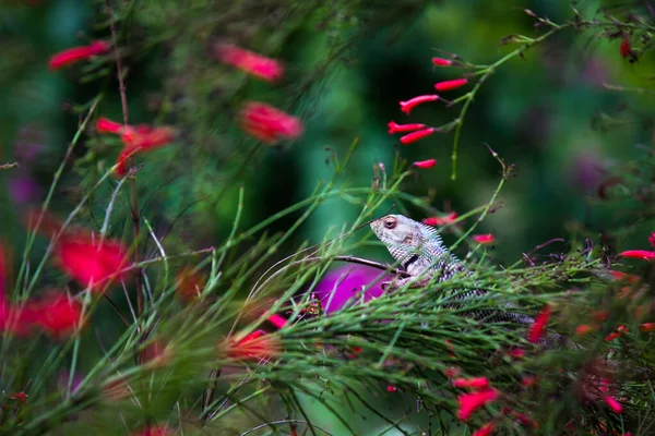 도마뱀 의정원 도마뱀 환경에서 흡혈귀나바뀔 수있는 도마뱀 — 스톡 사진