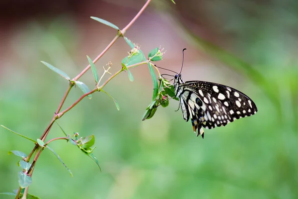Makro Bild Papilio Demoleus Vanlig Lime Fjäril Och Utbredd Svälja — Stockfoto