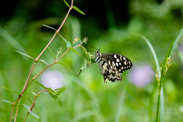 Macro Image Papilio Demoleus Est Papillon Commun Tilleul Hirondelle Répandue — Photo