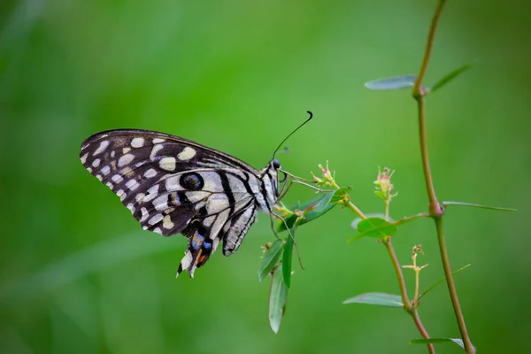 리오데몰 레우스의 매크로 사진은 일반적 나비이며 분포되어 나비로 도알려져 있으며 — 스톡 사진