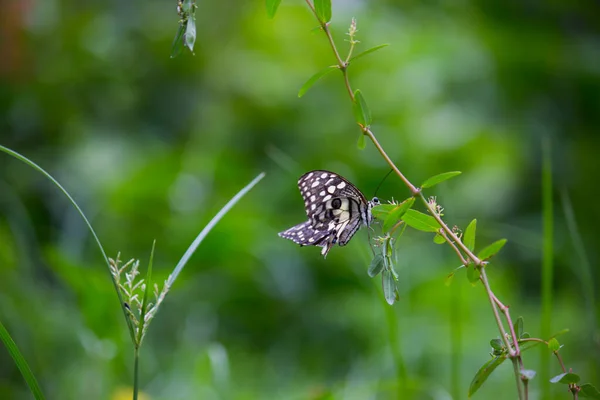 番石榴的宏观图片是一种常见的石灰蝴蝶和广泛的燕尾 它也被称为柠檬蝴蝶 和有弯的燕尾蝶 — 图库照片