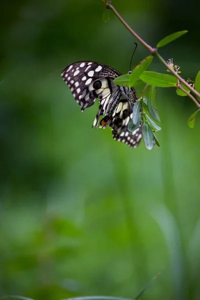 Макропортрет Papilio Demoleus Обыкновенная Бабочка Широко Распространенная Ласточка Известен Лимонная — стоковое фото