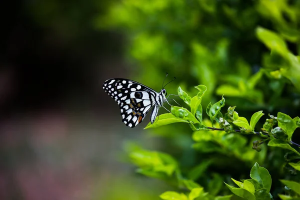 Papilio Demoleus Makro Resmi Yaygın Bir Limon Kelebeği Kırlangıç Kuyruğudur — Stok fotoğraf