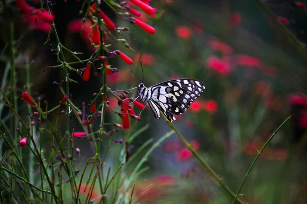 Makroobraz Papilio Demoleus Jest Pospolitym Motylem Wapiennym Szeroko Rozpowszechnionym Jaskółczym — Zdjęcie stockowe