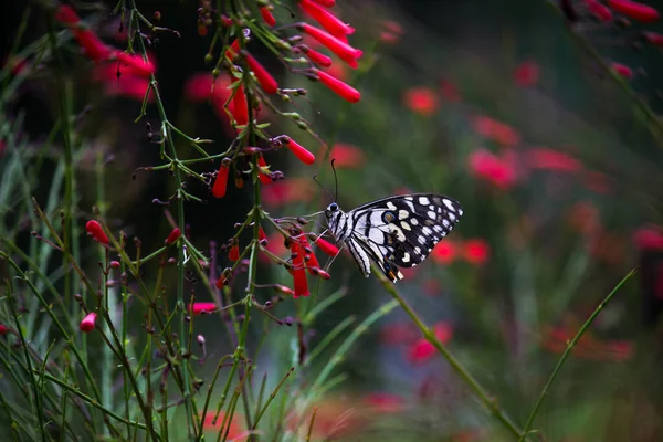 Macro Imagem Papilio Demoleus Uma Borboleta Limão Comum Rabo Andorinha — Fotografia de Stock