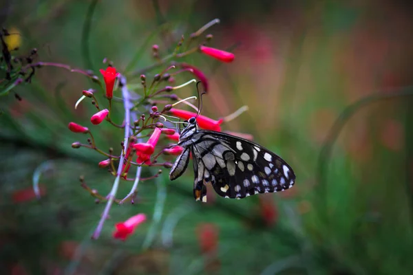 Immagine Macro Papilio Demoleus Una Farfalla Calcarea Comune Una Coda — Foto Stock